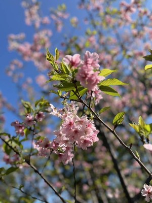 corina1.jpg Cherry blossoms in Taipei